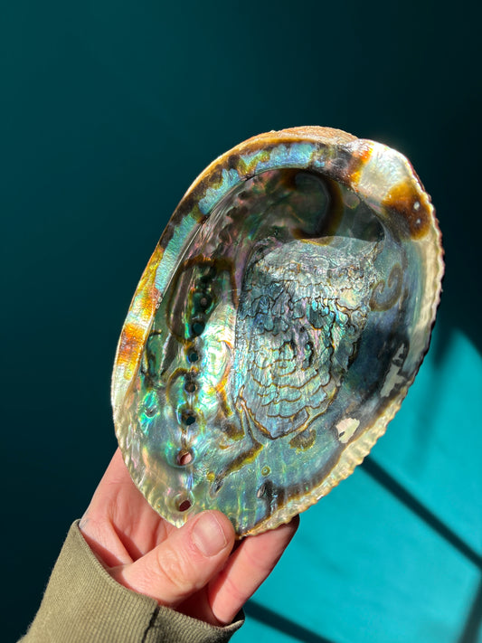 *Abalone shell