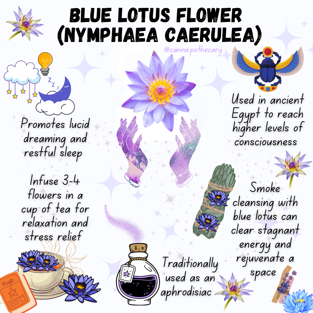 Blue Lotus - Whole Flowers - 100% Organic