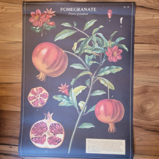 Poster Pomegranate