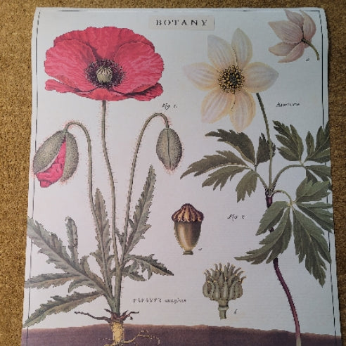 Poster Botany Floral