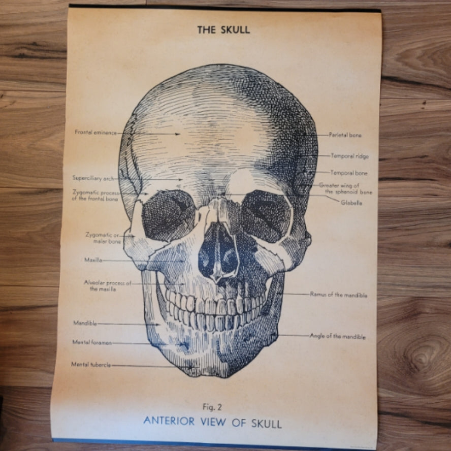 Poster Skull