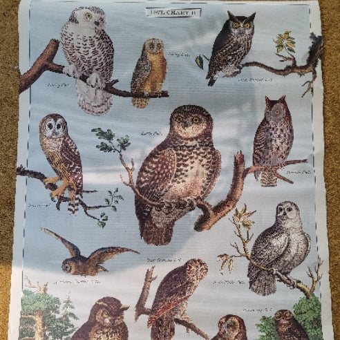 Poster Owl Chart