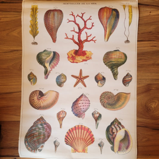 Poster Seashell