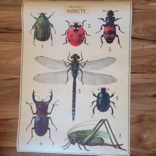 Poster Insects