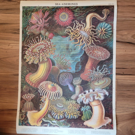 Poster Sea Anemones